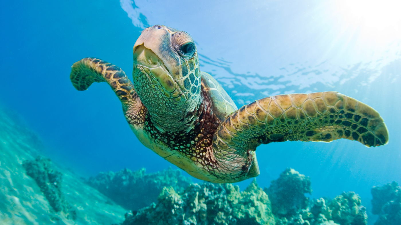 green-sea-turtle-swimming